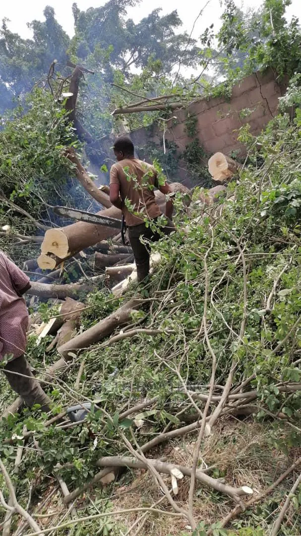 Tree Cutters (Chain Saw Operator) · Photo 1