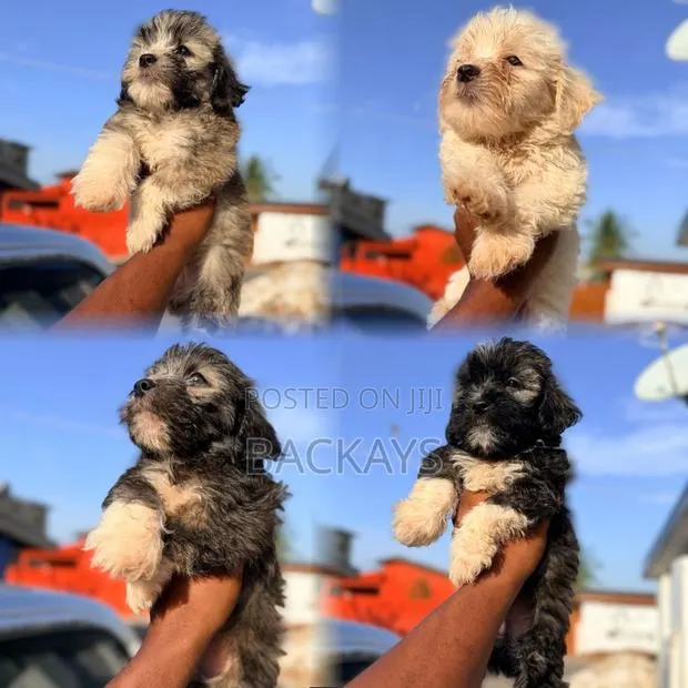 1-3 months Male Purebred Maltese · Photo 1