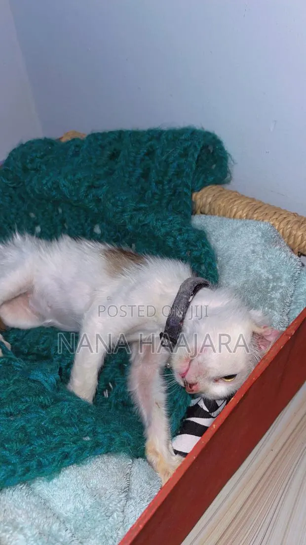 3-6 months Female Mixed Breed Cat · Photo 4