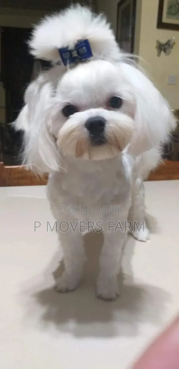 1-3 months Male Purebred Maltese · Photo 1