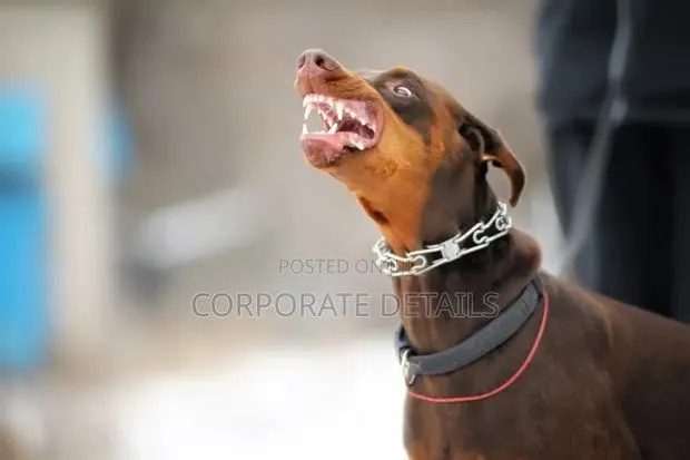 1+ year Male Purebred Doberman Pinscher · Photo 1