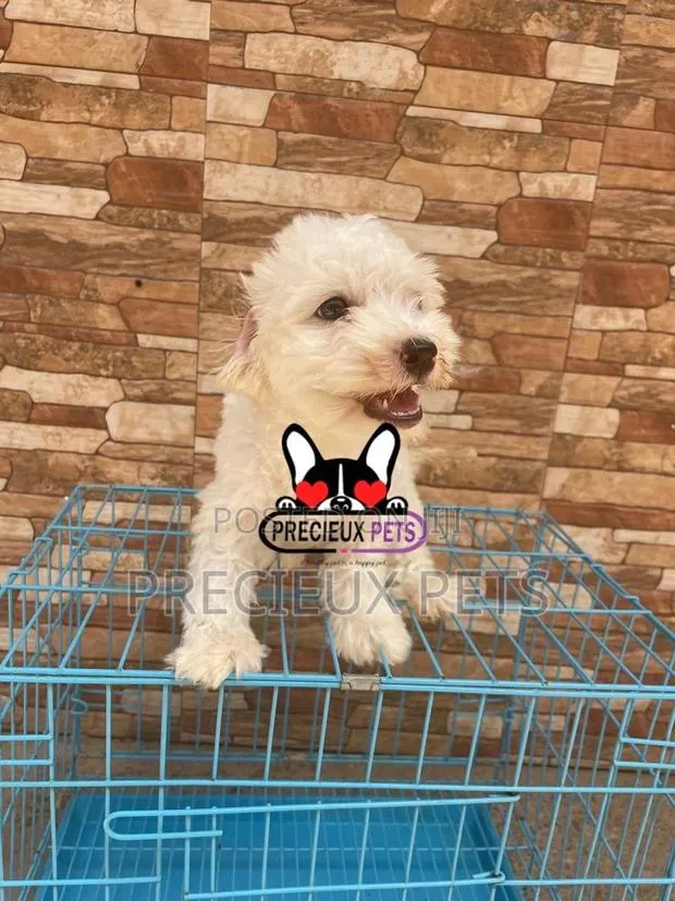 1-3 months Male Mixed Breed Maltipoo · Photo 1