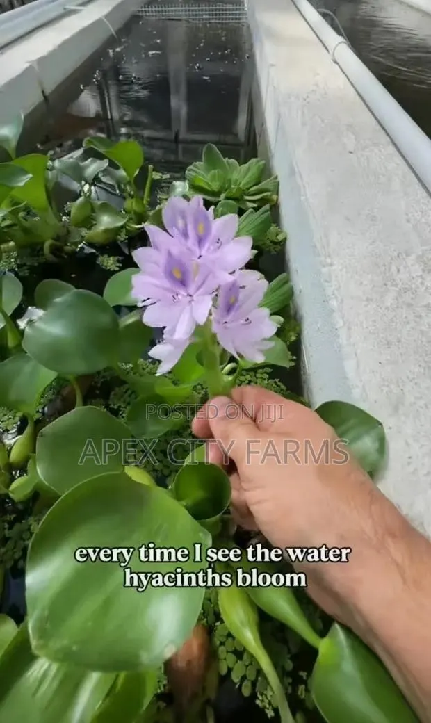 Transform Your Pond Aquarium With Live Water Hyacinth · Photo 3