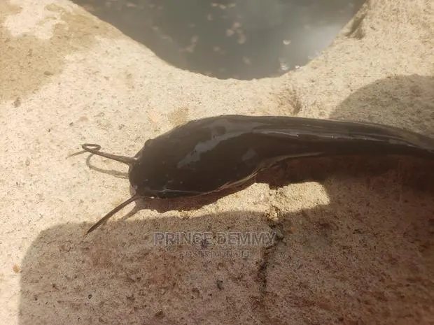 Catfish Juveniles · Photo 1