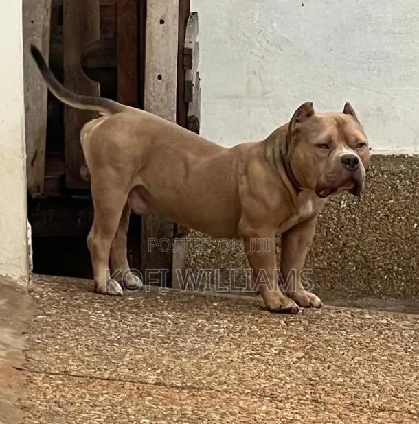 1+ year Male Purebred American Bully · Photo 1