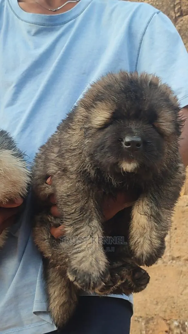 1-3 months Male Purebred Caucasian Shepherd · Photo 1
