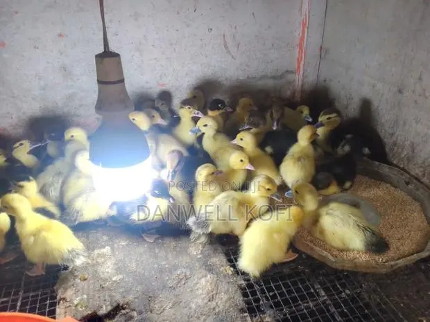 Foreign Muscovy Ducklings for Sale · Photo 1