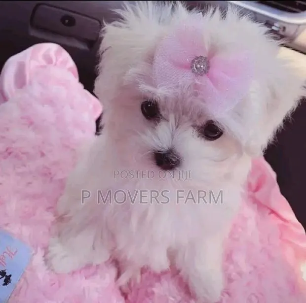 1-3 months Male Purebred Bichon Frise · Photo 1