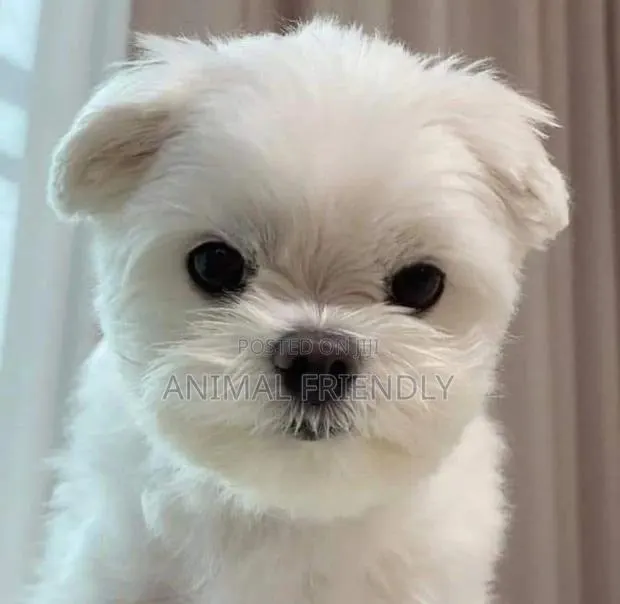 1-3 months Male Purebred Poodle · Photo 1