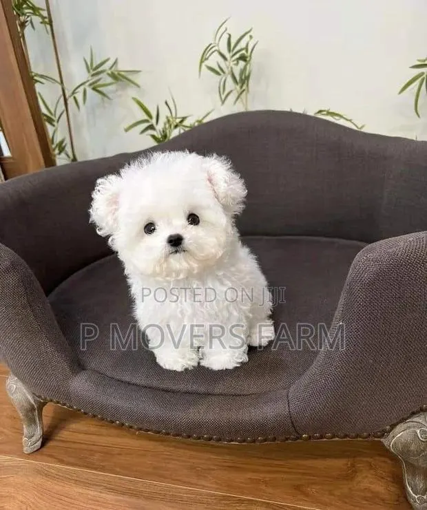 1-3 months Male Purebred Maltese · Photo 1