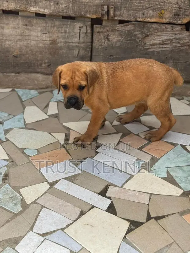 1-3 months Female Purebred Boerboel · Photo 1