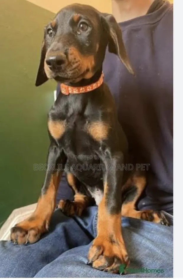 1-3 months Male Purebred Doberman Pinscher · Photo 1