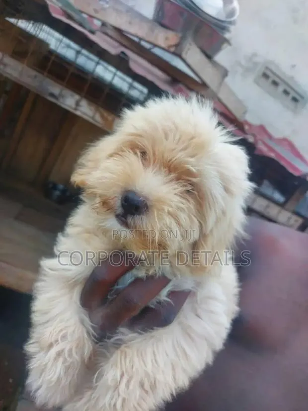 1-3 months Female Purebred Maltese · Photo 1