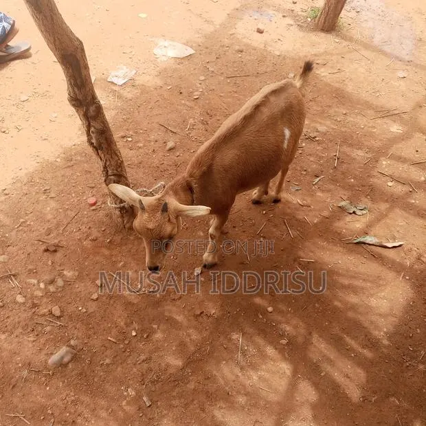 Healthy Goat for Sale in Zabzugu · Photo 1
