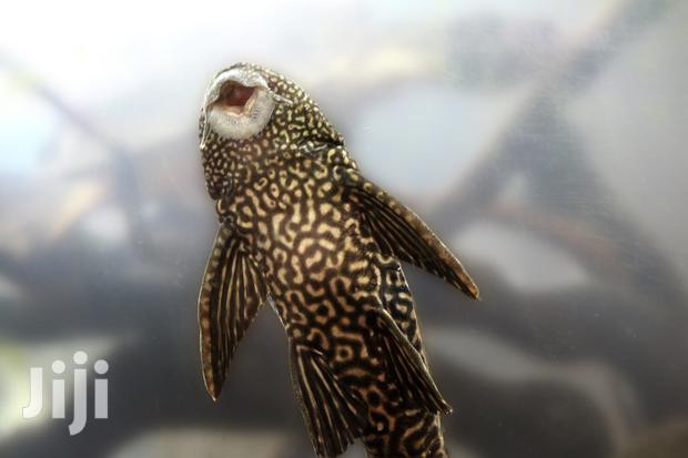 Aquarium Tank Cleaner · Photo 2