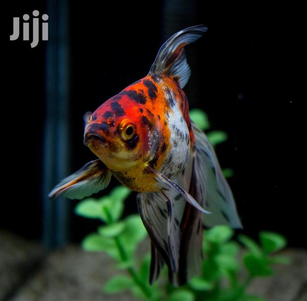 Fantail Calico · Photo 1