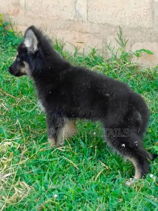 1-3 months Male Purebred German Shepherd · Photo 1