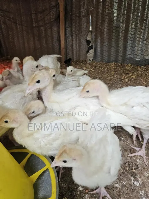 Turkey for Sale · Photo 4
