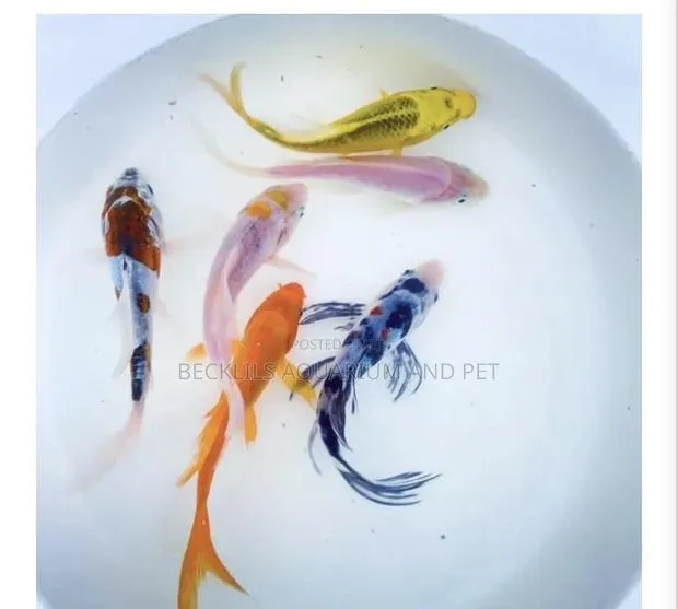 Butterfly Koi’S · Photo 1