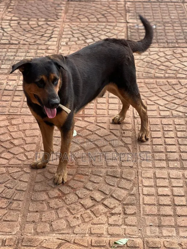 1+ year Male Purebred German Shepherd · Photo 1