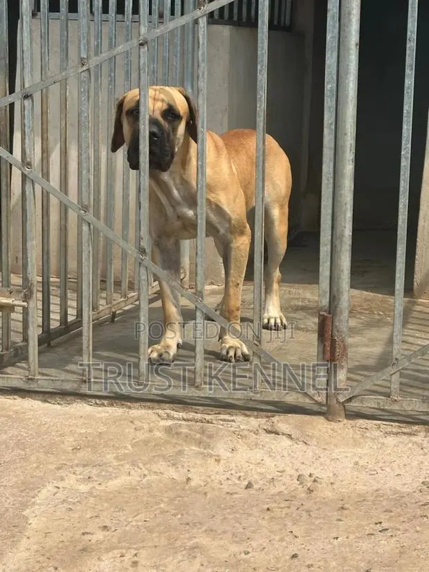 6-12 months Female Purebred Boerboel · Photo 1