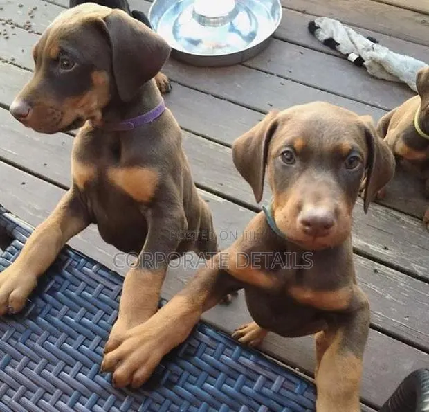 1-3 months Male Purebred Doberman Pinscher · Photo 1