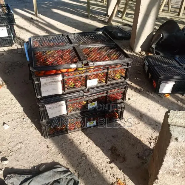Pure Organic Tomatoes From Farm · Photo 1
