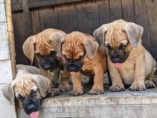 1-3 months Male Purebred Boerboel · Photo 1