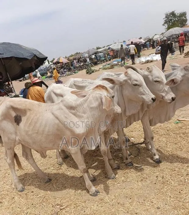 Young Gudali Cows · Photo 1