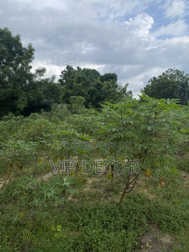 Many Acres of Cassava Available for Ethanol, Gari, Kokonte, · Photo 4