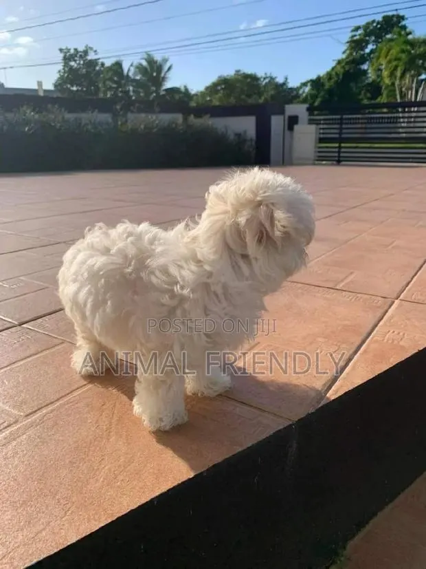 1-3 months Male Purebred Poodle · Photo 1