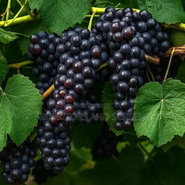 Black Grapes Seedling For Sale · Photo 3