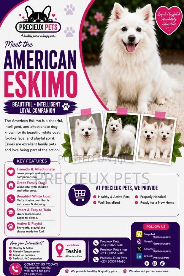 1-3 months Male Purebred American Eskimo · Photo 1