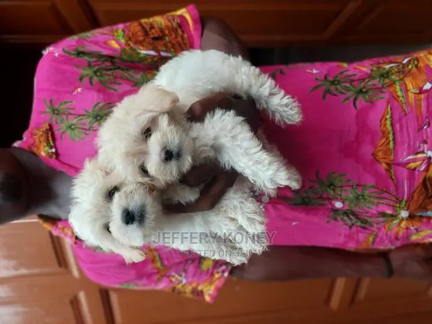 1-3 months Female Purebred Maltese · Photo 1