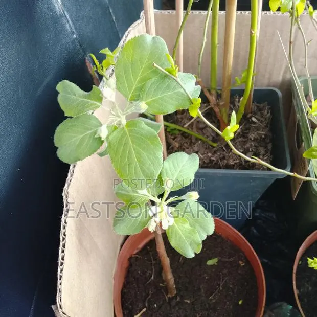 Exotic Apple Seedlings · Photo 3