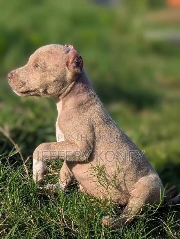 1-3 months Male Purebred American Pit Bull Terrier · Photo 1