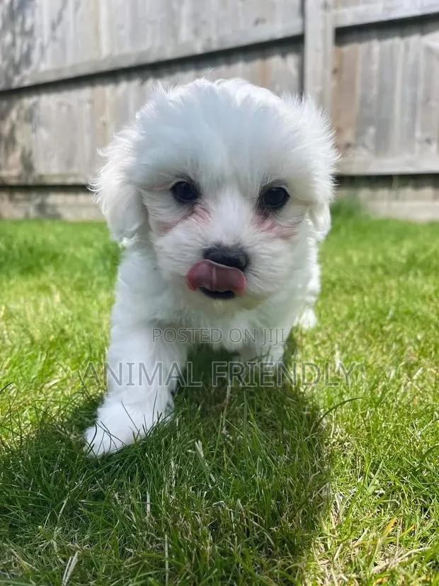 1-3 months Male Purebred Poodle · Photo 1