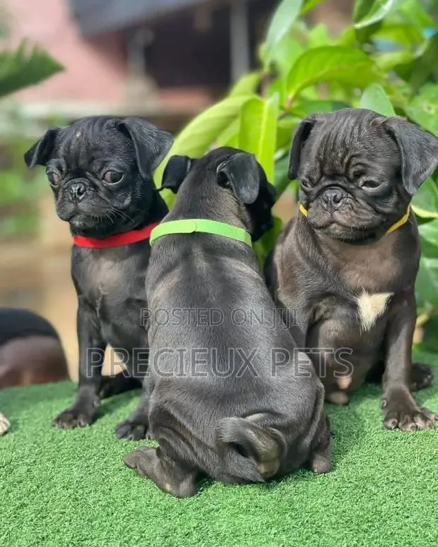 3-6 Months Male Purebred Pug · Photo 1