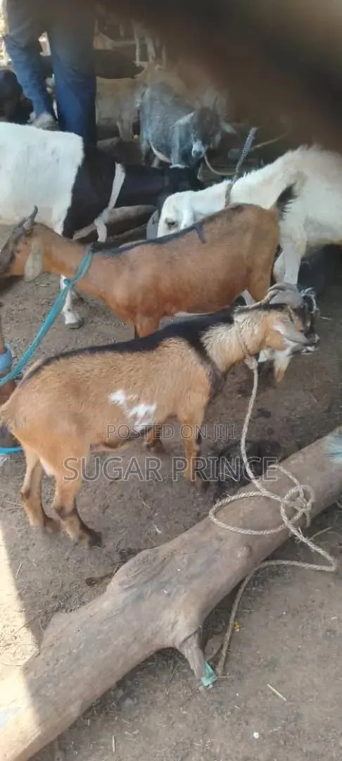 Cheap Male Goats · Photo 1