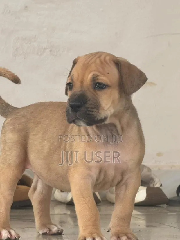 1-3 months Male Purebred Boerboel · Photo 2