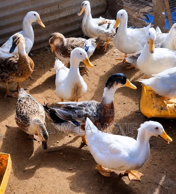 Foreign Ducks- Jumbo Pekins, Rouens and Applesyards · Photo 1