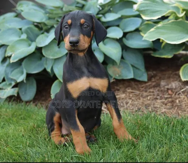 1-3 months Male Purebred Doberman Pinscher · Photo 1