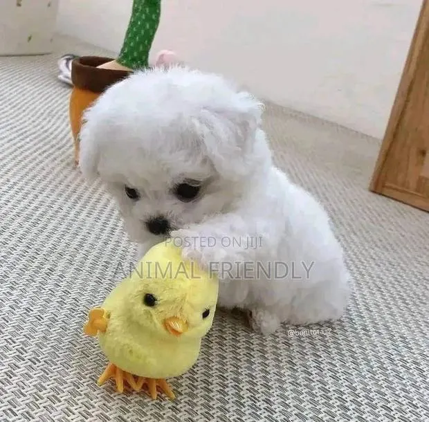 1-3 months Male Purebred Poodle · Photo 1