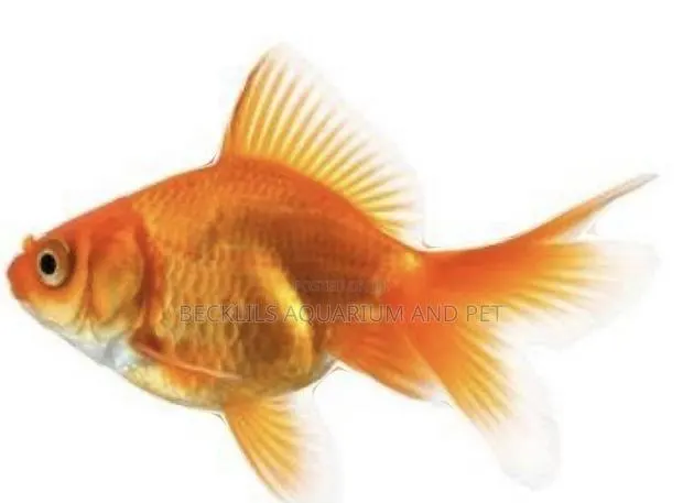 Fantail Golden Fish Medium Size · Photo 1
