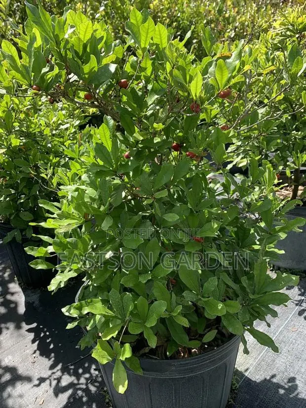 Miracle Berry Seedlings · Photo 4