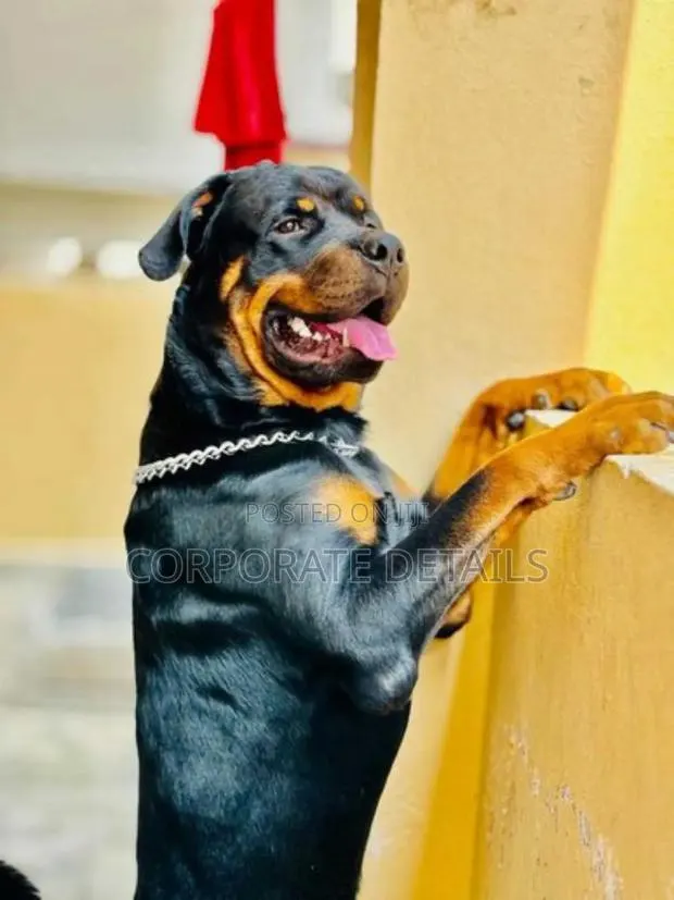 1+ year Male Purebred Rottweiler · Photo 1