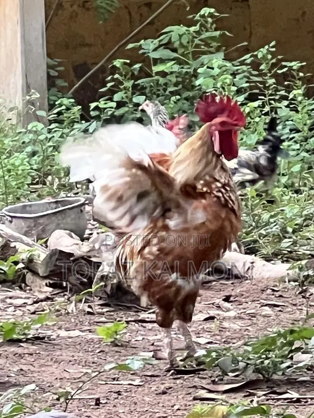 Organic Local Chickens · Photo 2