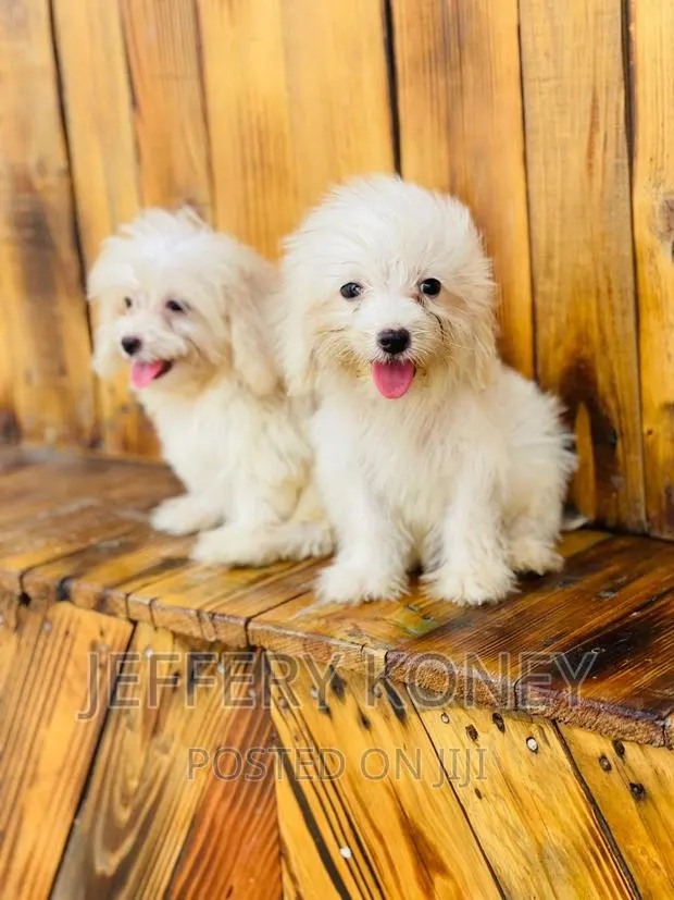 1-3 months Male Purebred Maltese · Photo 1