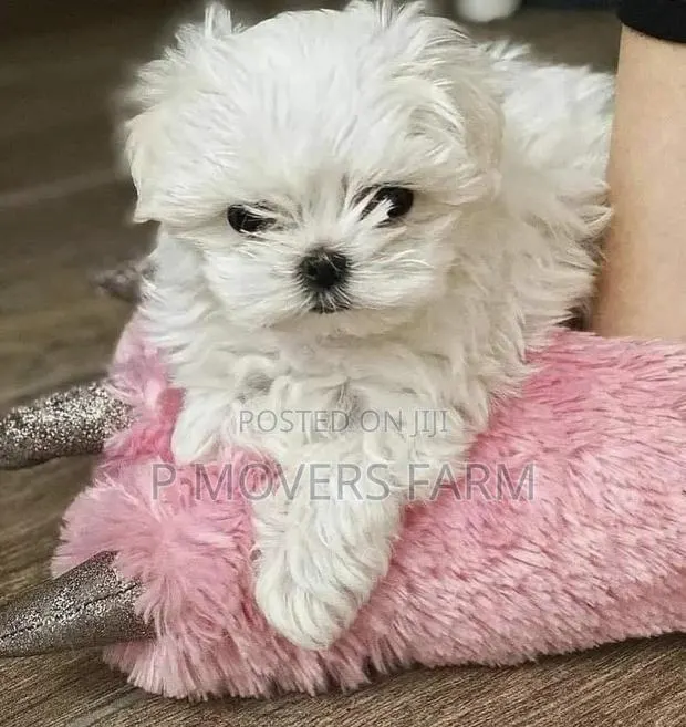 1-3 months Male Purebred Maltese · Photo 1