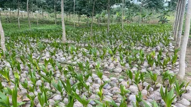 Abundant Harvest Malaysian Dwarf And Hybrid Coconut Seedlings · Photo 1